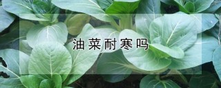 油菜耐寒吗,第1图