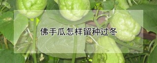 佛手瓜怎样留种过冬,第1图