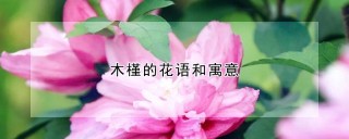 木槿的花语和寓意,第1图