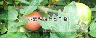 小满种植什么作物,第1图