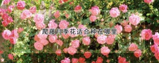 爬藤月季花适合种在哪里,第1图