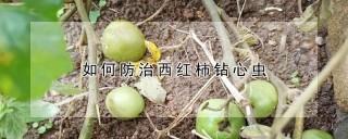 如何防治西红柿钻心虫,第1图