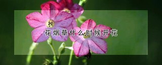 花烟草什么时候开花,第1图