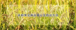 水稻常见病虫害以及防治方法,第1图