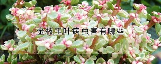 金枝玉叶病虫害有哪些,第1图