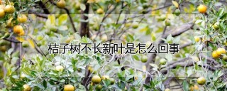 桔子树不长新叶是怎么回事,第1图