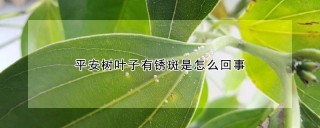 平安树叶子有锈斑是怎么回事,第1图