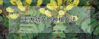 十大功劳的种植方法,第1图