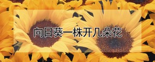 向日葵一株开几朵花,第1图