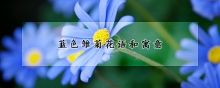 蓝色雏菊花语和寓意,第1图
