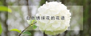 白色绣球花的花语,第1图