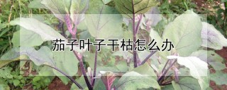 茄子叶子干枯怎么办,第1图