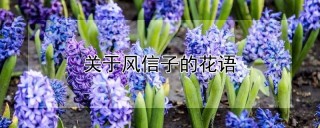 关于风信子的花语,第1图