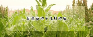 菊苣草种子几月种植,第1图