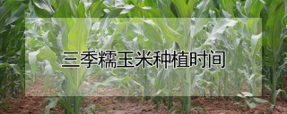 三季糯玉米种植时间,第1图