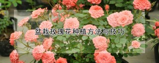 盆栽玫瑰花种植方法与技巧,第1图
