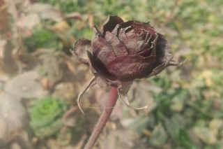 黑玫瑰花语,第2图