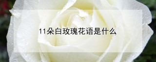 11朵白玫瑰花语是什么,第1图