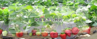 草莓是怎么种的,第1图