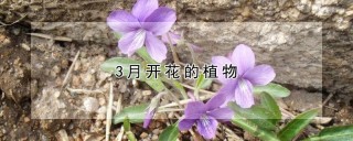 3月开花的植物,第1图