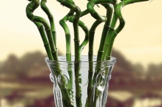 水培富贵竹的养殖方法和注意事项水养,第2图
