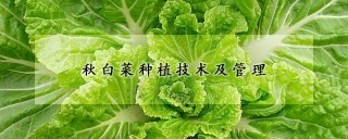 秋白菜种植技术及管理,第1图