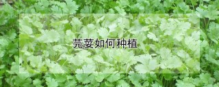 芫荽如何种植,第1图