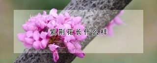 紫荆花长什么样,第1图