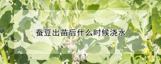 蚕豆出苗后什么时候浇水,第1图