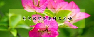 为何家里不能种三角梅,第1图