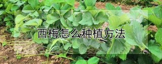 西梅怎么种植方法,第1图