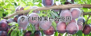 李子树掉果什么原因,第1图