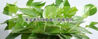 黄金葛和绿萝是一种植物吗,第1图