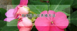 玫瑰凤仙花养殖方法,第1图