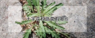 十字花科蔬菜有哪些,第1图