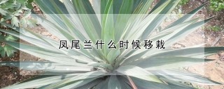 凤尾兰什么时候移栽,第1图