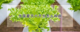 生菜夏天六月份怎么种啊,第1图