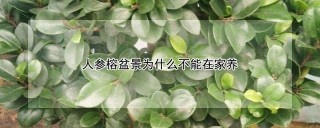 人参榕盆景为什么不能在家养,第1图