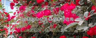 四季红木香月季四季开花吗,第1图