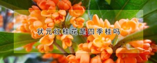 状元红桂花是四季桂吗,第1图