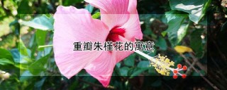 重瓣朱槿花的寓意,第1图