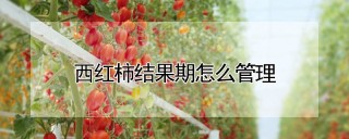 西红柿结果期怎么管理,第1图