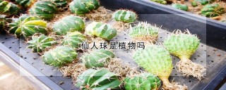 仙人球是植物吗,第1图