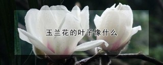 玉兰花的叶子像什么,第1图