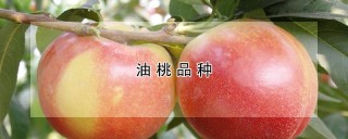 油桃品种,第1图