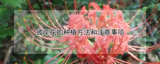 彼岸花的种植方法和注意事项,第1图