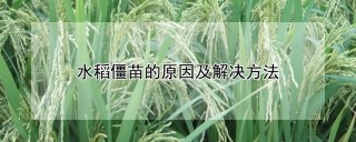 水稻僵苗的原因及解决方法,第1图