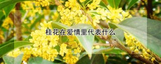 桂花在爱情里代表什么,第1图