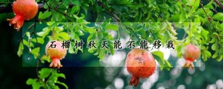 石榴树秋天能不能移栽,第1图