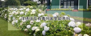 洋绣球花有毒吗家里能养吗,第1图